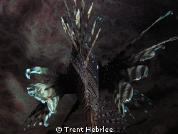 Lion Fish by Trent Hebrlee 